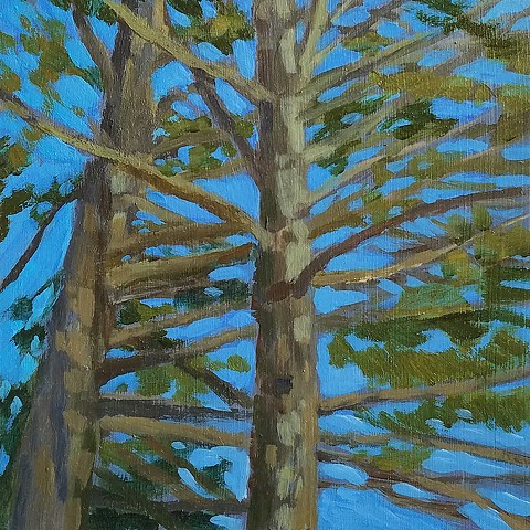 Tall Pines, Blue Sky