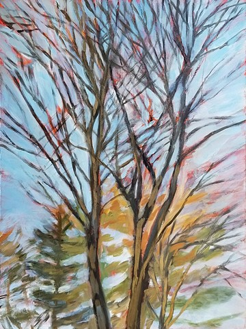 Maples, Winter Sun
