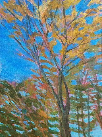 Leggy Oak (Bright Blue Sky, Late Season)