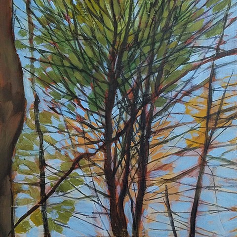 Pine Study, Autumn
