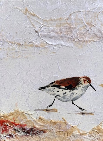 collage, shorebird