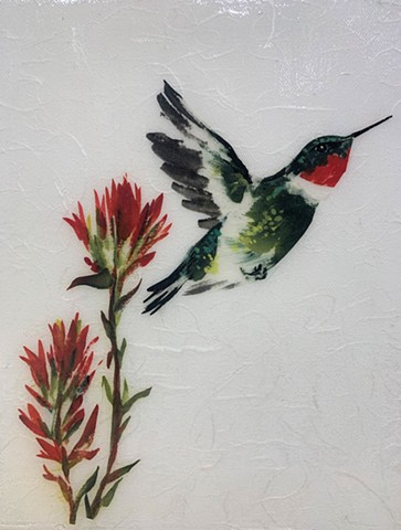 Ruby-throated Hummingbird & Indian Paintbrush
