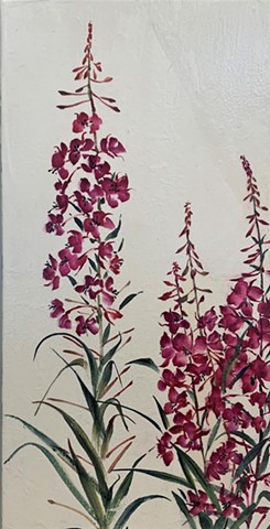 Fireweed