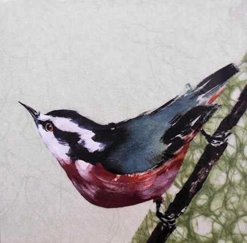 Red-breasted Nuthatch 