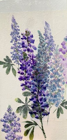 Lupine