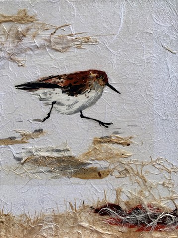 collage, shorebird