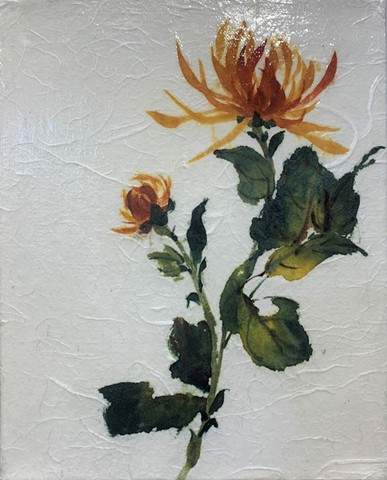 Chrysanthemum I