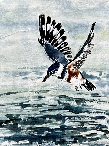 Belted Kingfisher