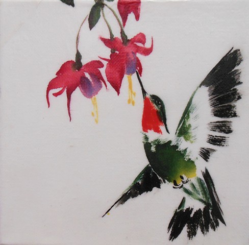 Ruby-throated Hummingbird & Fuchsia