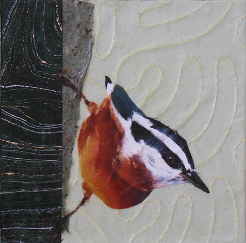 Red-breasted Nuthatch on Bark