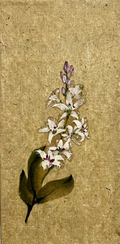 Bog Bean