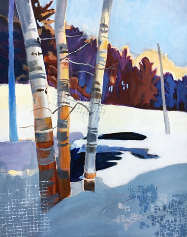 Colorful Birch trees in winter snow