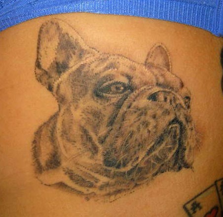 Bulldog portrait tattoo