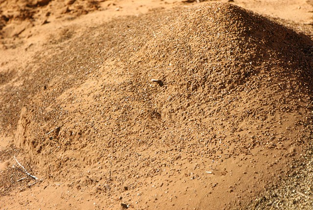 Navajo Canyon Ant Hill