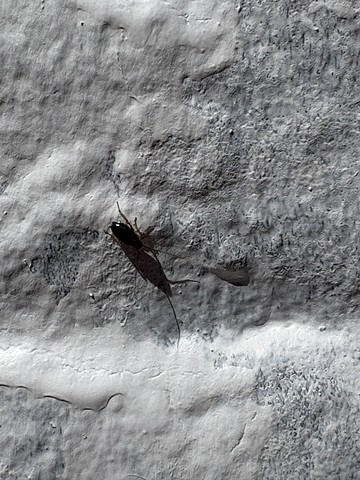 roachie <3
