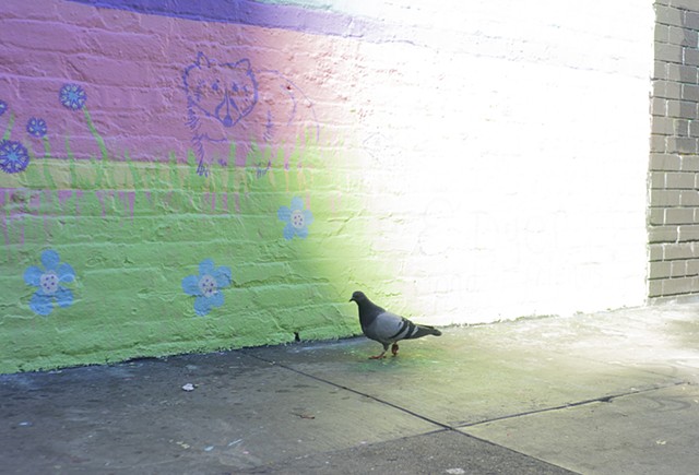 detail of racoon and wildflowers with pigeon walking in front of mural