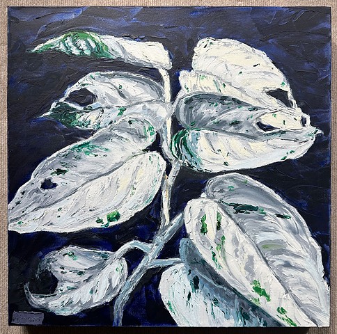 Variegata