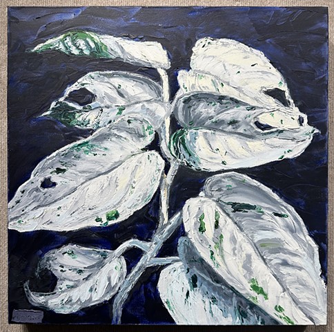 Variegata