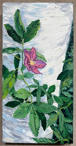 Impermanent Rose 
