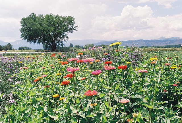 Farm Flowers 