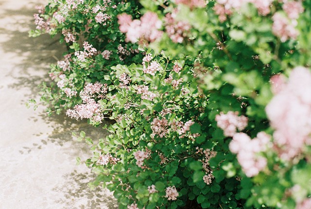 blossoms of this year