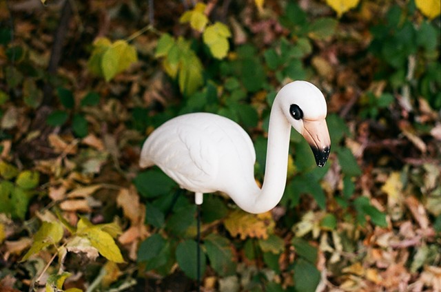 Flamingo in the bush