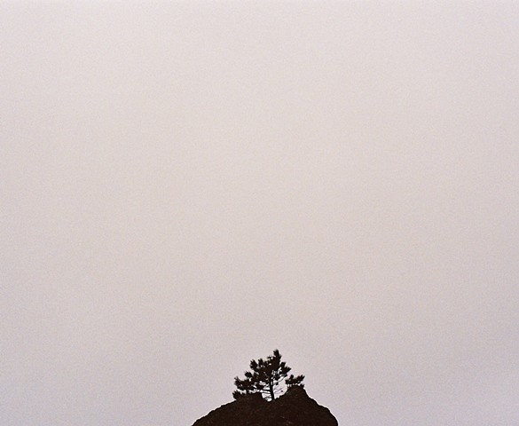 Tree on top of the rock