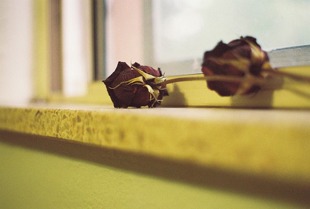 Dried Rose 