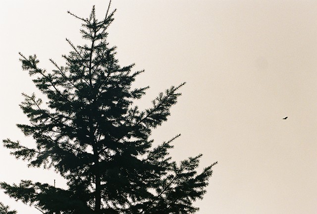 Bird and Tree in the Sky