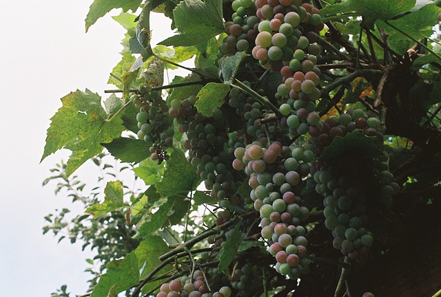 Grapes at Home