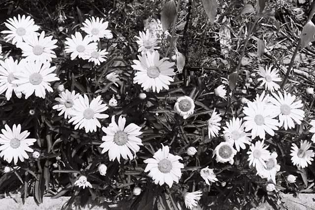 Flowers in the Front Yard