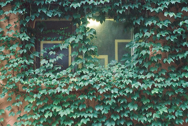 Ivy wall