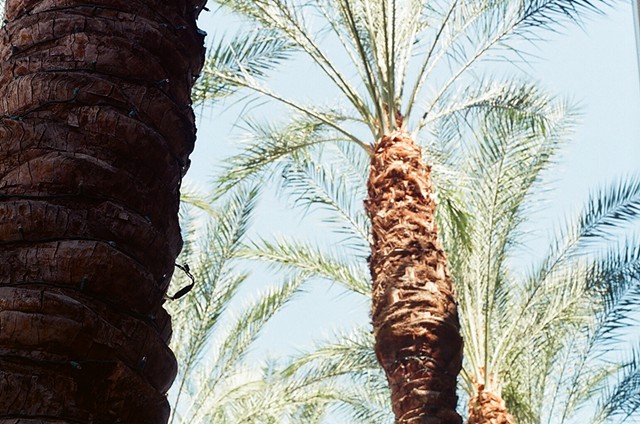 Palm Tree