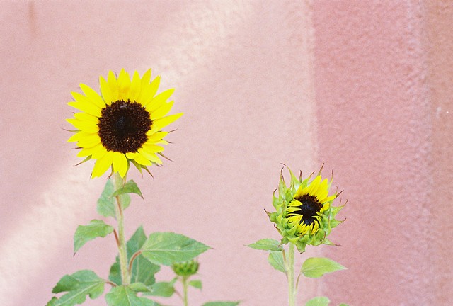 Sunflower(s)