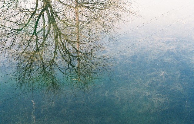 Pond Reflection 