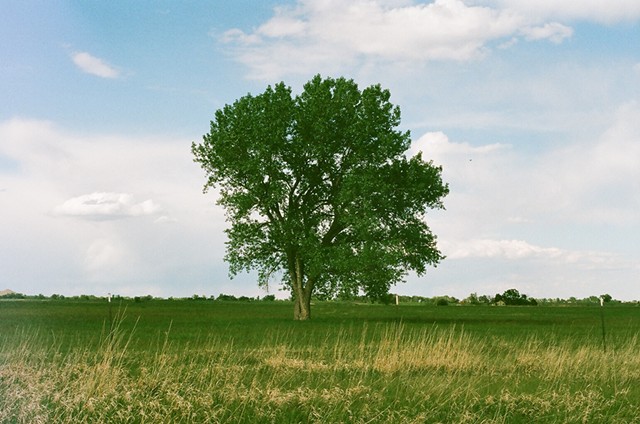 Tree (Inspired by Mark Hobson's 'Pink Bench' photograph)