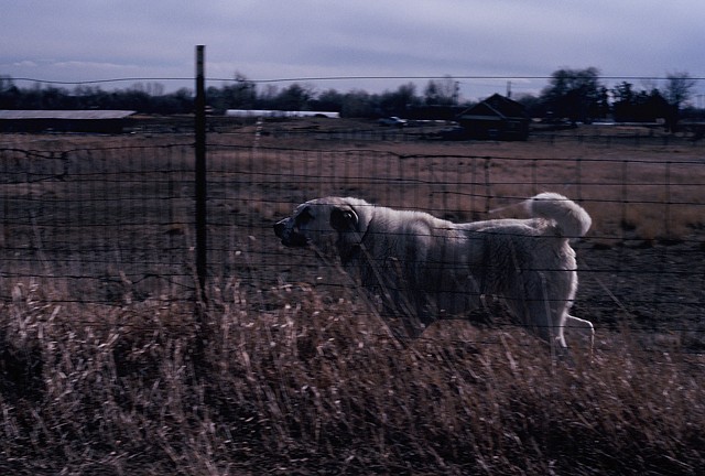 Guardin' the Farm