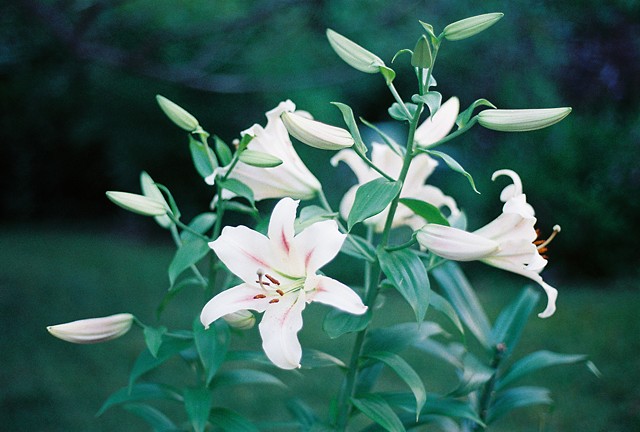 Lilies