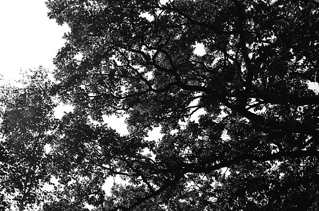 Tree and the Sky