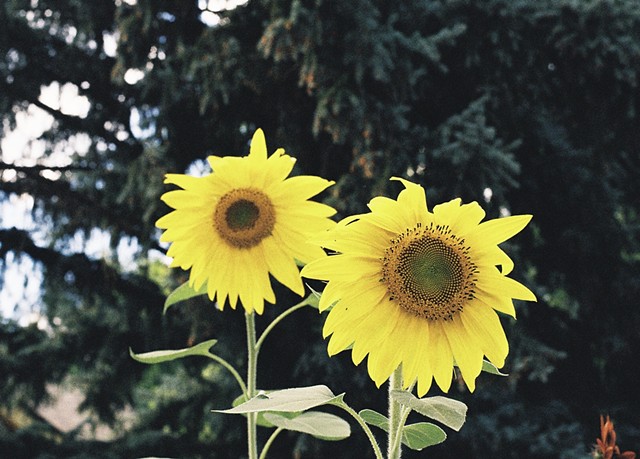 Late-Season Sunflower(s)