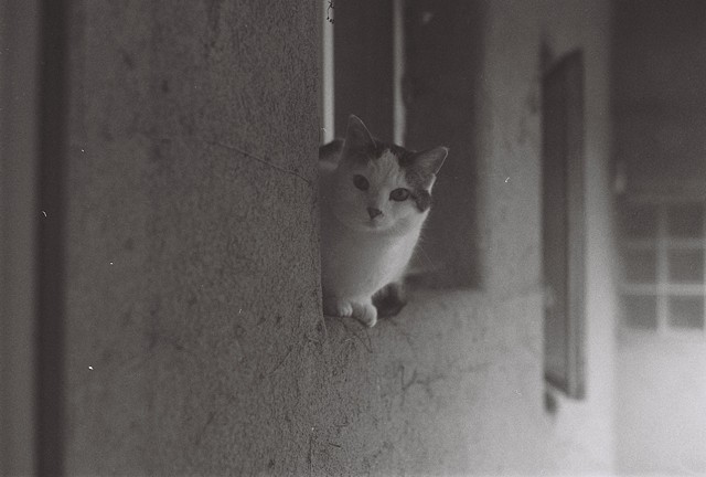 cat in (on) a window sill