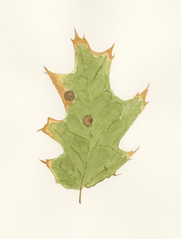 Oak Leaf 