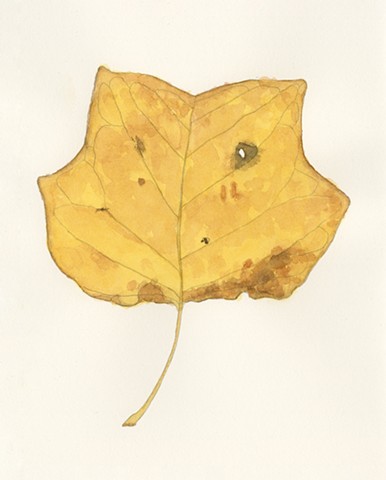 Tulip leaf