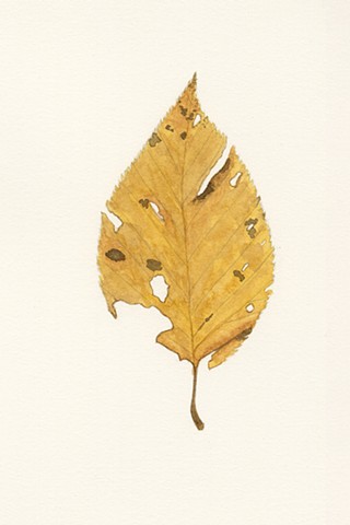 Black Birch leaf