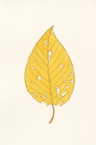 Black Birch Leaf