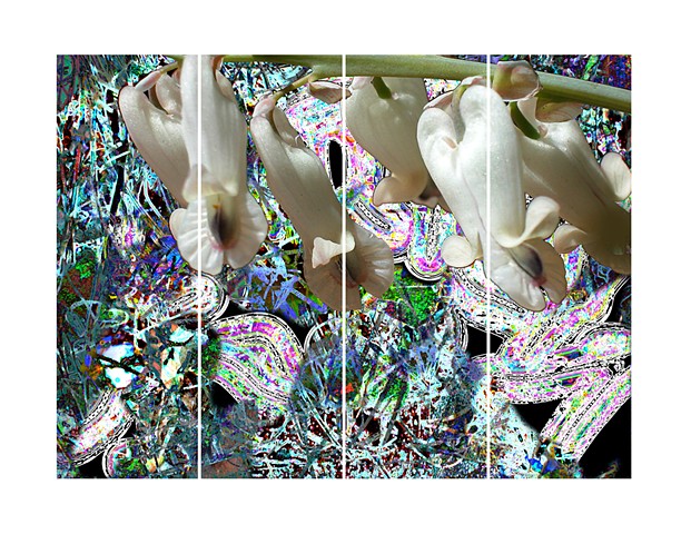 Orchids And Blue Violets With Automatic Rainbow. 2005. 4 - 6ft x 24in. panels. Archival digital photo print.