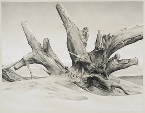 Realistic landscape beach driftwood drawing Terry Nelson