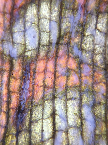 Microgeographies: Leaf (No. 106)