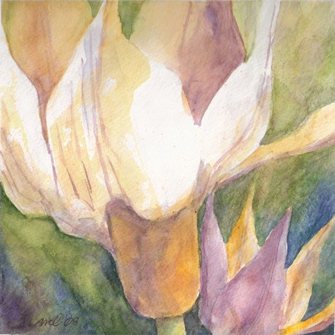 watercolor painting of Turkish tulip, species Tulipa Humilis by M. Christine Landis