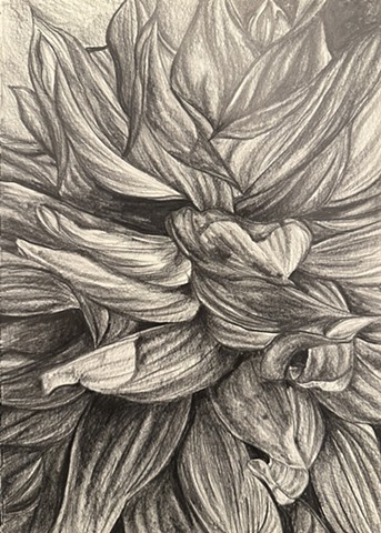 Unititled, Graphite on paper, 2025